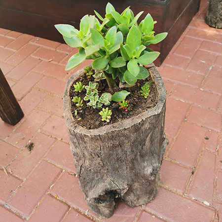 Tree Stump Planter for Succulents