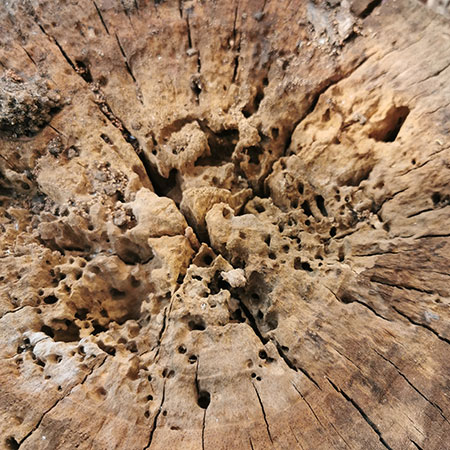 tree stumps ready for use