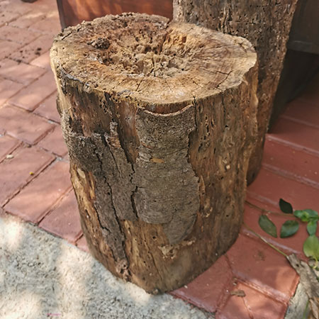 tree stumps ready for use