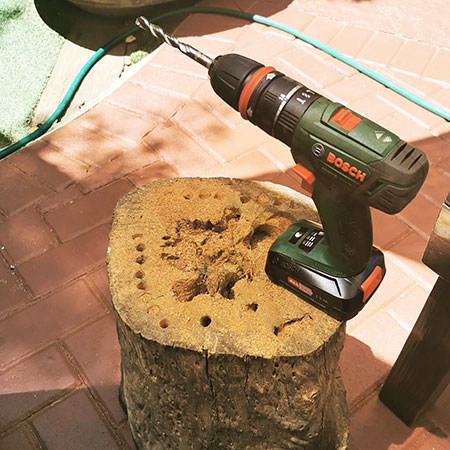 bosch advanced impact driver to drill holes in tree stump