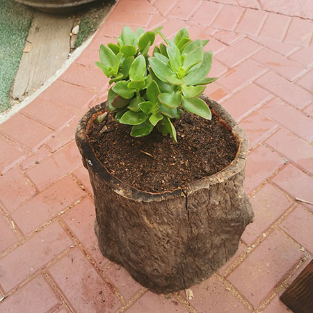 planting succulents in a tree stump