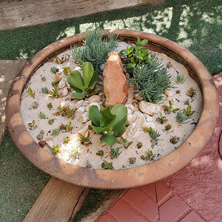 Design an Interesting Succulent Garden