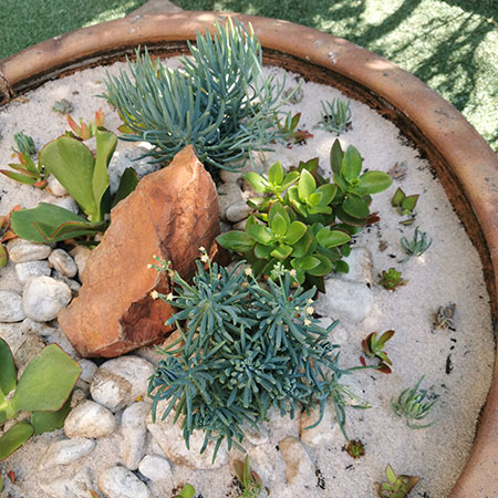 Design an Interesting Succulent Garden