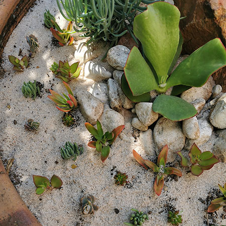 Design an Interesting Succulent Garden