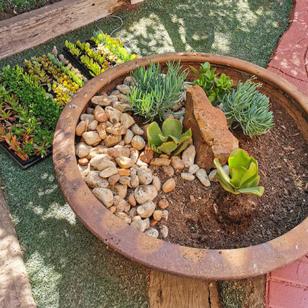 Design an Interesting Succulent Garden