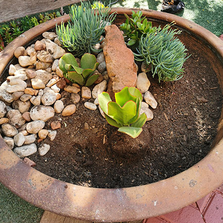Design an Interesting Succulent Garden