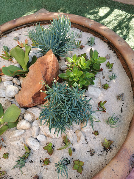 Design an Interesting Succulent Garden