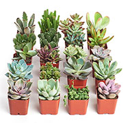 succulents are water wise and low maintenance