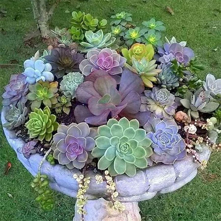 how to grow succulents