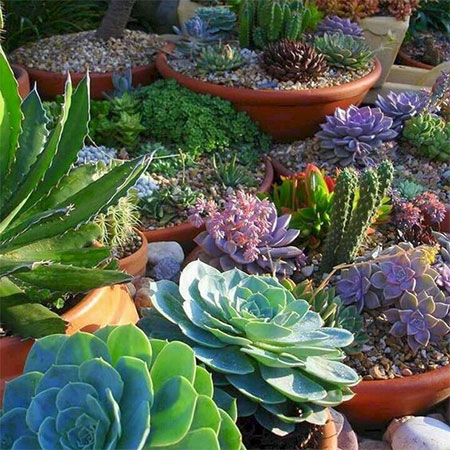 sunlight for succulents