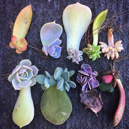 propogate succulents