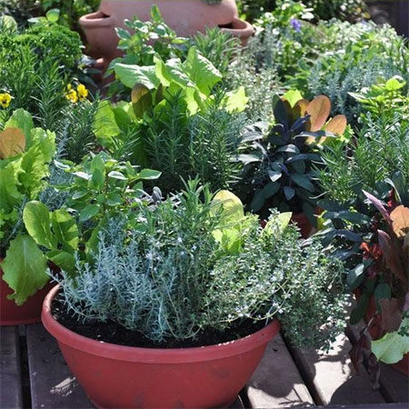 how to start up container gardening