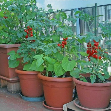 what is container gardening