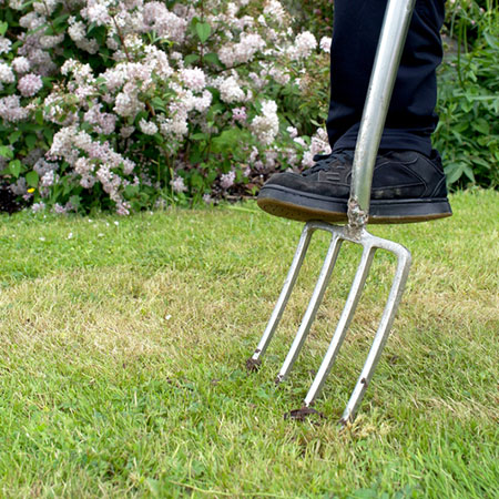 aerate lawn with a garden fork
