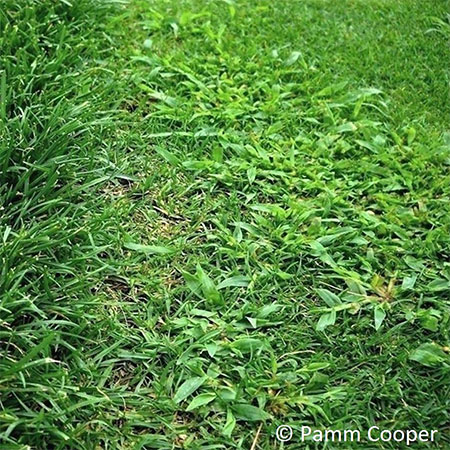 keep weeds under control