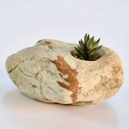 Natural Masterpiece - Plants In Stone