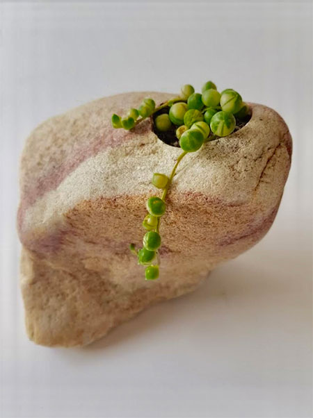 buy plants in stone