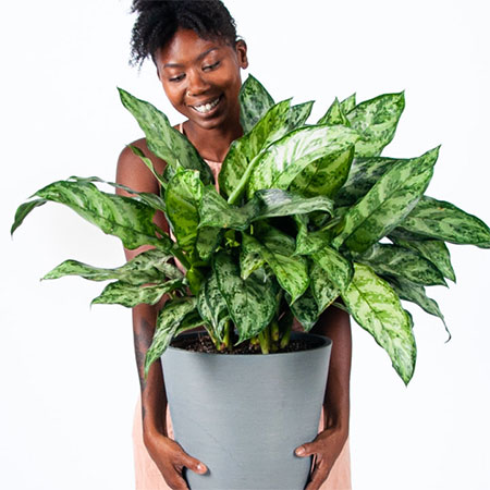 The Most Popular and Easiest House Plants