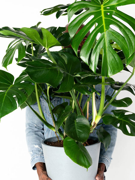easy house plants to grow