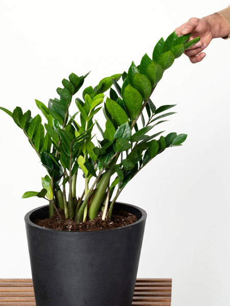 what house plants grow best