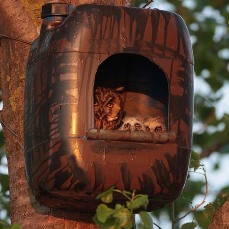 5 litre plastic container owl house