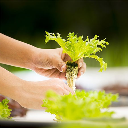 Why Are Remo Nutrients the Best Hydroponics Nutrients?