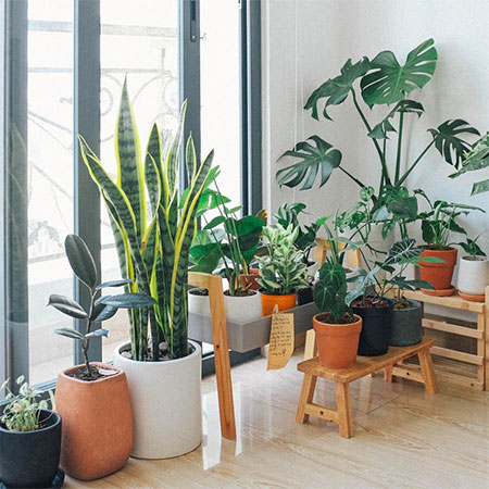 Indoor Gardening - What You Should Know