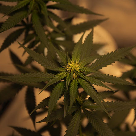 Why you should order led grow lights online