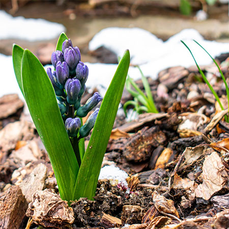 Types and Uses of Mulch