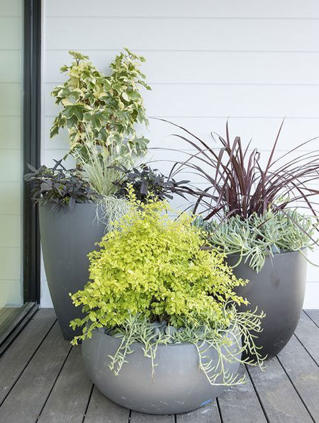 plants in pots for balcony