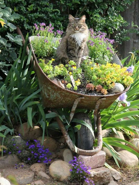 fill a rusty wheelbarrow with colourful plants