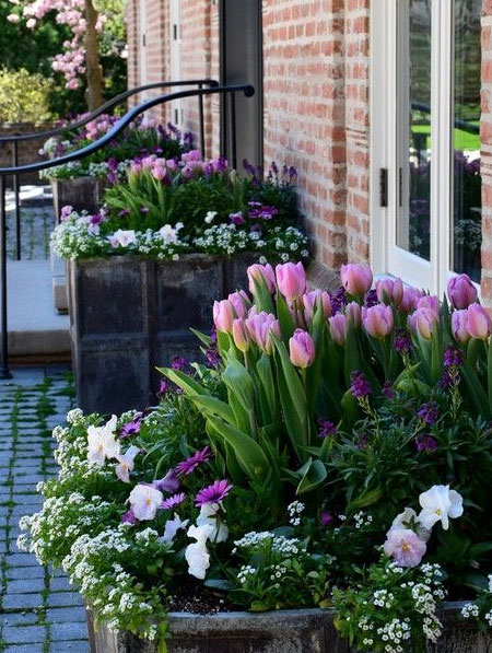 add colour and curb appeal to entrance