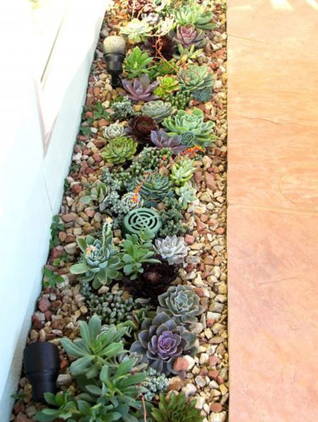 succulent border around patio