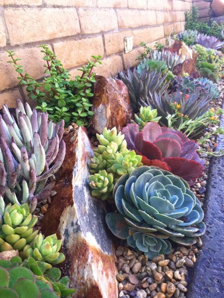 plant succulents in borders and beds