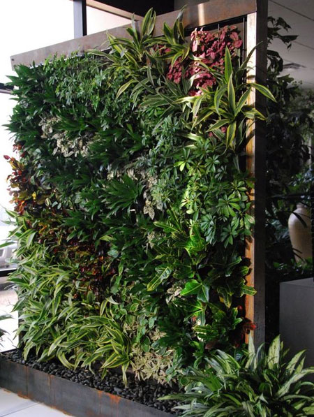 create a privacy screen using plants
