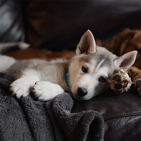 4 Factors to Consider Before Bringing a New Dog Home