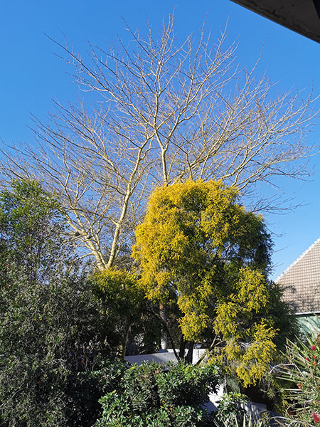 trees too large for a small garden