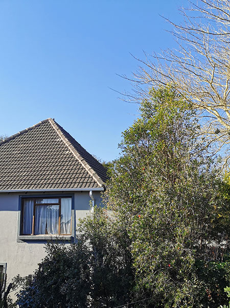 brush cherry not for small garden