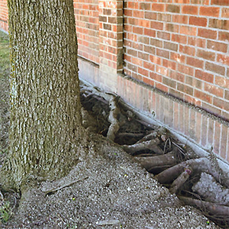 BE CAREFUL WHAT YOU PLANT AND WHERE YOU PLANT IT