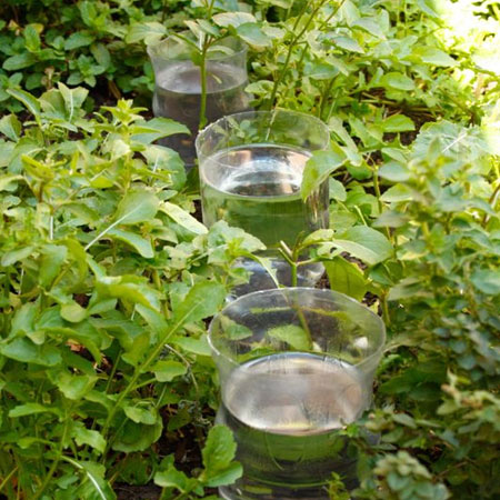recycled plastic bottles water irrigation for garden