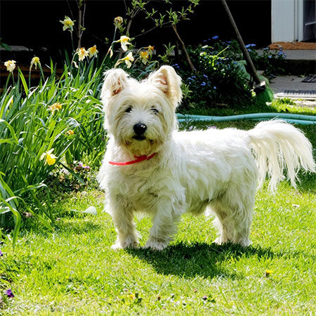 Effective Tips to Make Your Home Comfortable for Your Fur Baby