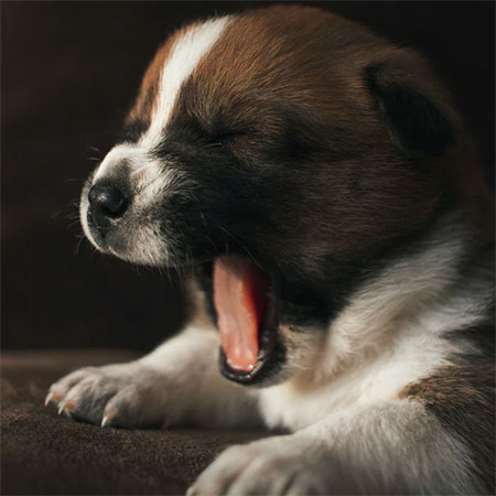 4 Factors to Consider Before Bringing a New Dog Home
