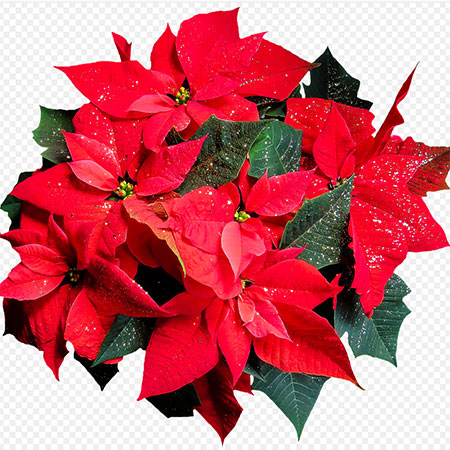 poinsettia gift boxes