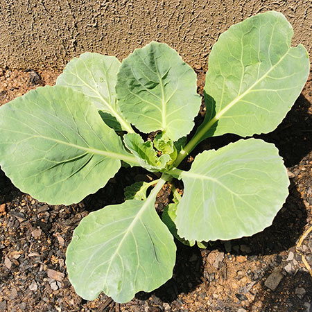 healthy cauliflower plants free from pests
