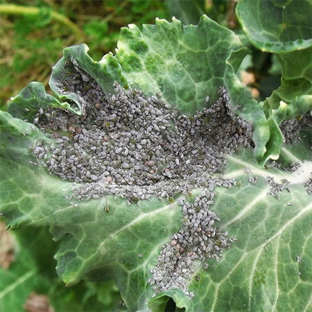 waxy aphids