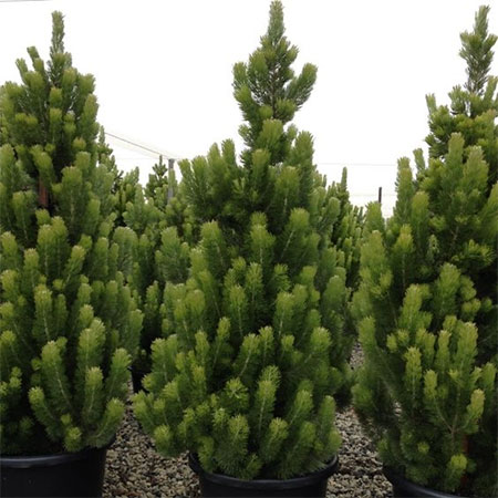 grow your own christmas tree