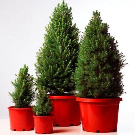 grow own christmas tree in garden
