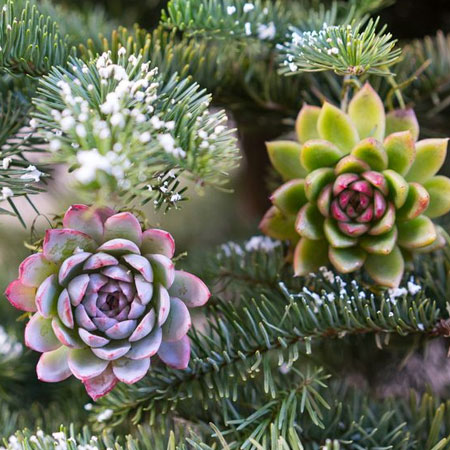 succulent tree ornaments