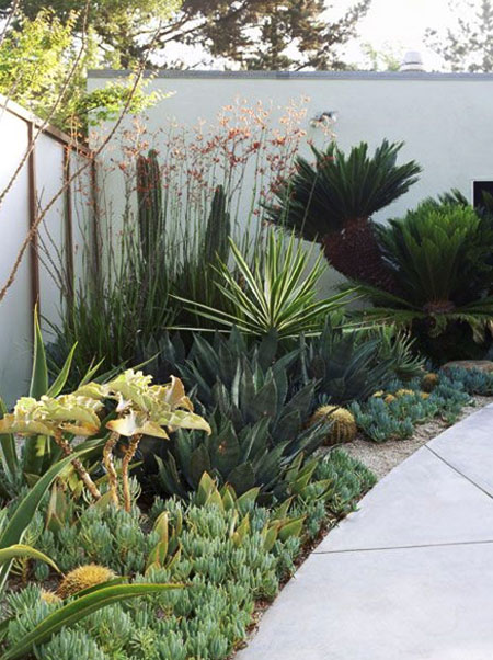 design garden for plants that require little water
