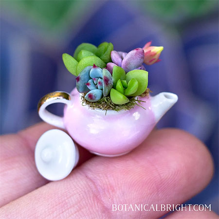 miniature succlent garden works of art
